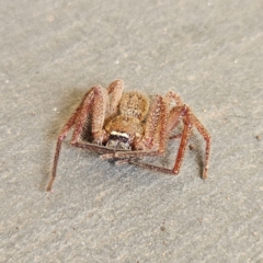 Neosparassus sp. (genus) at QPRC LGA - 19 May 2024