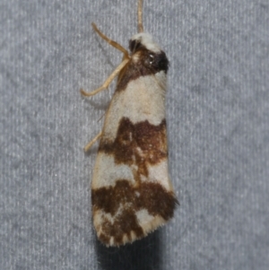 Philenora aspectalella at Anglesea, VIC - 22 Apr 2018 10:11 PM