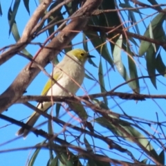 Ptilotula penicillata (White-plumed Honeyeater) at Hume, ACT - 19 May 2024 by RodDeb