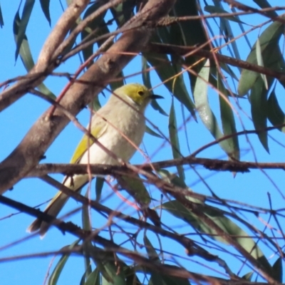 Ptilotula penicillata at Hume, ACT - 19 May 2024 by RodDeb