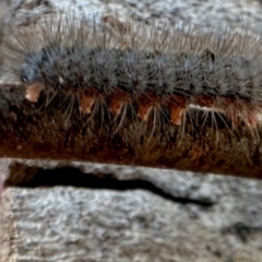 Lepidoptera unclassified IMMATURE (caterpillar or pupa or cocoon) at Aranda, ACT - 17 May 2024 by KMcCue