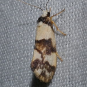 Philenora aspectalella at Anglesea, VIC - 23 Apr 2018 02:55 AM