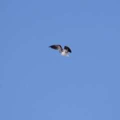 Elanus axillaris at Hume, ACT - 19 May 2024 by RodDeb