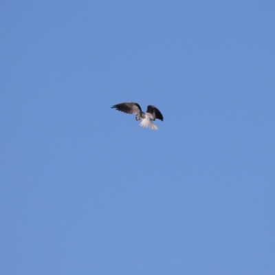 Elanus axillaris (Black-shouldered Kite) at Hume, ACT - 19 May 2024 by RodDeb