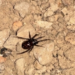 Unidentified Other web-building spider at Aranda, ACT - 19 May 2024 by KMcCue