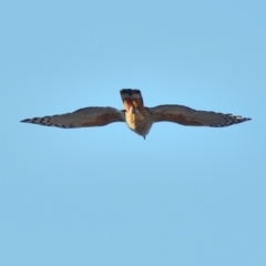 Aviceda subcristata (Pacific Baza) at Wollondilly Local Government Area - 15 May 2024 by Freebird