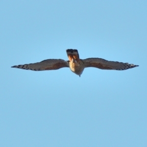 Falco longipennis (Australian Hobby) at Wollondilly Local Government Area by Freebird