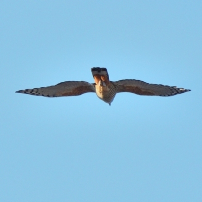 Aviceda subcristata (Pacific Baza) at Tahmoor, NSW - 15 May 2024 by Freebird