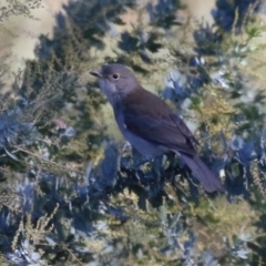 Colluricincla harmonica (Grey Shrikethrush) at Hume, ACT - 19 May 2024 by RodDeb