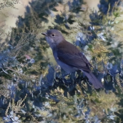 Colluricincla harmonica (Grey Shrikethrush) at Hume, ACT - 19 May 2024 by RodDeb