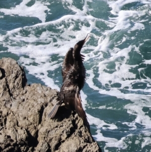 Phalacrocorax carbo at Batemans Marine Park - 19 May 2024