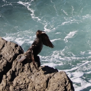 Phalacrocorax carbo at Batemans Marine Park - 19 May 2024