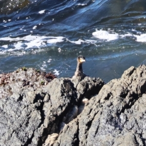 Phalacrocorax carbo at Batemans Marine Park - 19 May 2024