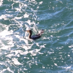 Phalacrocorax carbo at Batemans Marine Park - 19 May 2024 02:41 PM