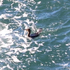 Phalacrocorax carbo at Batemans Marine Park - 19 May 2024