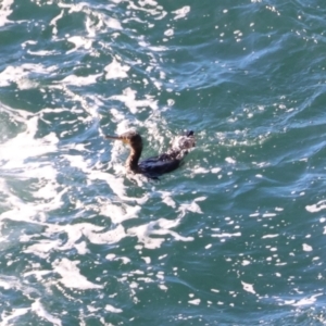 Phalacrocorax carbo at Batemans Marine Park - 19 May 2024