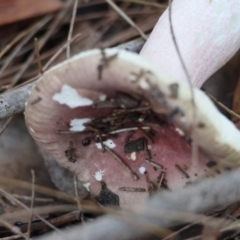 Russula persanguinea (Russula persanguinea) at Broulee Moruya Nature Observation Area - 18 May 2024 by LisaH