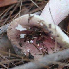 Unidentified Fungus at Moruya, NSW - 18 May 2024 by LisaH