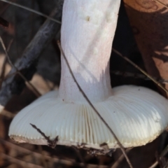 Russula persanguinea at Broulee Moruya Nature Observation Area - suppressed