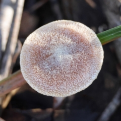 Unidentified Fungus at Moruya, NSW - 19 May 2024 by LisaH