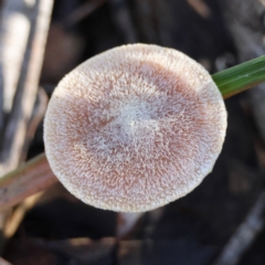 Cortinarius sp. (Cortinarius) at Moruya, NSW - 19 May 2024 by LisaH