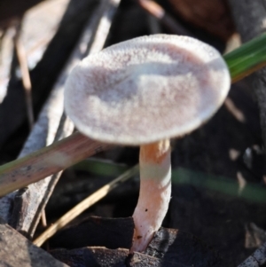 Cortinarius sp. at Broulee Moruya Nature Observation Area - 19 May 2024