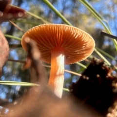 Cortinarius sp. at Broulee Moruya Nature Observation Area - suppressed
