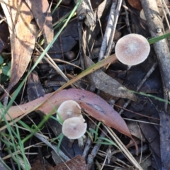 Cortinarius sp. at Broulee Moruya Nature Observation Area - suppressed