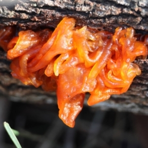 Tremella sp. at Broulee Moruya Nature Observation Area - 19 May 2024