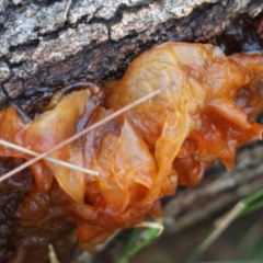 Tremella sp. at Broulee Moruya Nature Observation Area - 19 May 2024