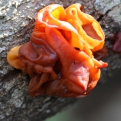 Tremella sp. at Broulee Moruya Nature Observation Area - 19 May 2024