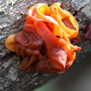 Tremella sp. at Broulee Moruya Nature Observation Area - 19 May 2024