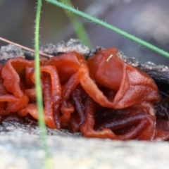 Tremella sp. at Broulee Moruya Nature Observation Area - 19 May 2024