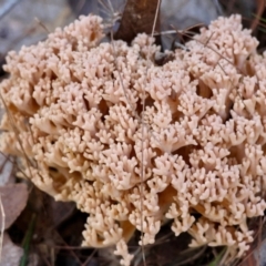 Ramaria sp. (A Coral fungus) at Broulee Moruya Nature Observation Area - 19 May 2024 by LisaH