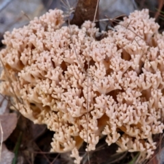 Ramaria sp. (genus) (A Coral fungus) at Broulee Moruya Nature Observation Area - 19 May 2024 by LisaH