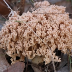 Ramaria sp. (genus) at Broulee Moruya Nature Observation Area - suppressed