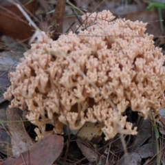 Ramaria sp. (genus) at Broulee Moruya Nature Observation Area - suppressed