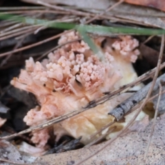 Ramaria sp. (genus) at Broulee Moruya Nature Observation Area - suppressed
