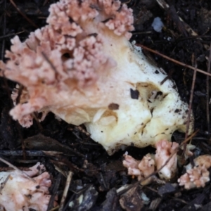 Ramaria sp. (genus) at Broulee Moruya Nature Observation Area - suppressed
