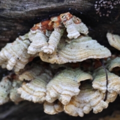 Unidentified Shelf-like to hoof-like & usually on wood at Moruya, NSW - 18 May 2024 by LisaH