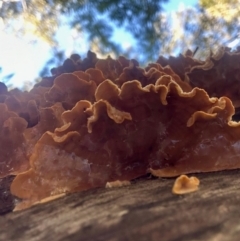 Stereum sp. at Broulee Moruya Nature Observation Area - suppressed