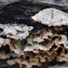 Stereum sp. at Broulee Moruya Nature Observation Area - suppressed