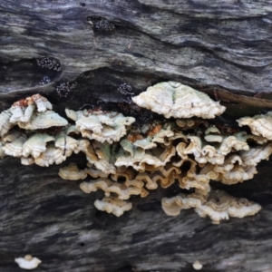 Stereum sp. at Broulee Moruya Nature Observation Area - 19 May 2024