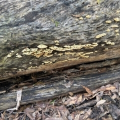 Stereum sp. at Broulee Moruya Nature Observation Area - suppressed