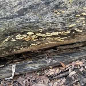 Stereum sp. at Broulee Moruya Nature Observation Area - 19 May 2024