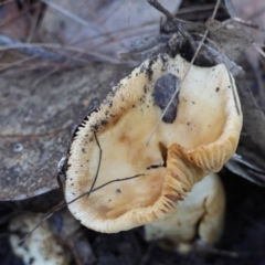 Unidentified Fungus at Broulee Moruya Nature Observation Area - 19 May 2024 by LisaH