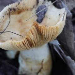 Cortinarius sp. at Broulee Moruya Nature Observation Area - 19 May 2024