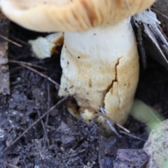 Cortinarius sp. at Broulee Moruya Nature Observation Area - suppressed