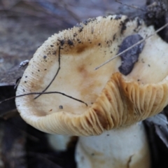 Cortinarius sp. at Broulee Moruya Nature Observation Area - suppressed