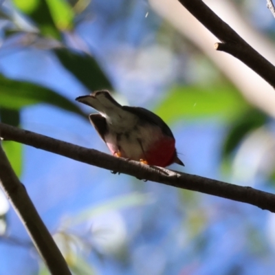 Petroica rosea (Rose Robin) at Moruya, NSW - 19 May 2024 by LisaH